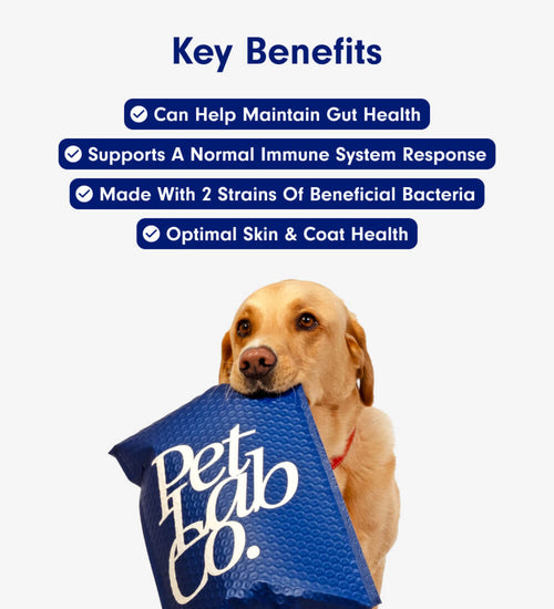 Probiotics for dogs – soft chews for gut & digestive health